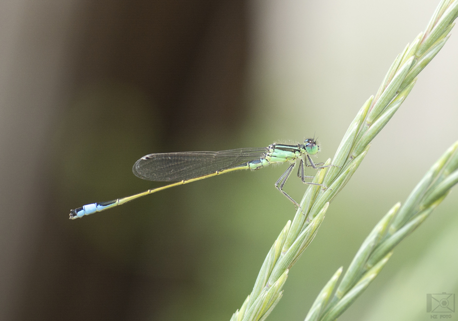 Ischnura elegans pontica - kéköves légivadász