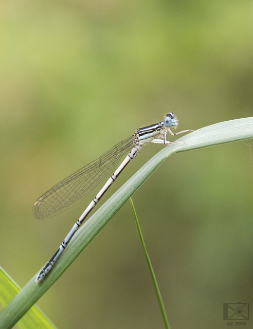 Platycnemis pennipes - széleslábú szitakötő