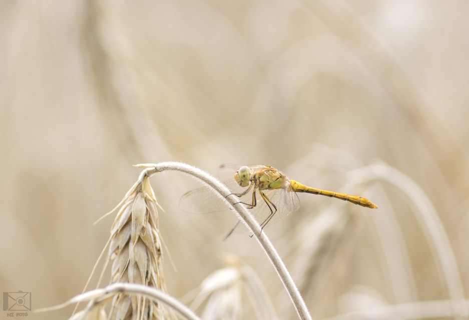 Sympetrum meridionale - fakó katona-szitakötő