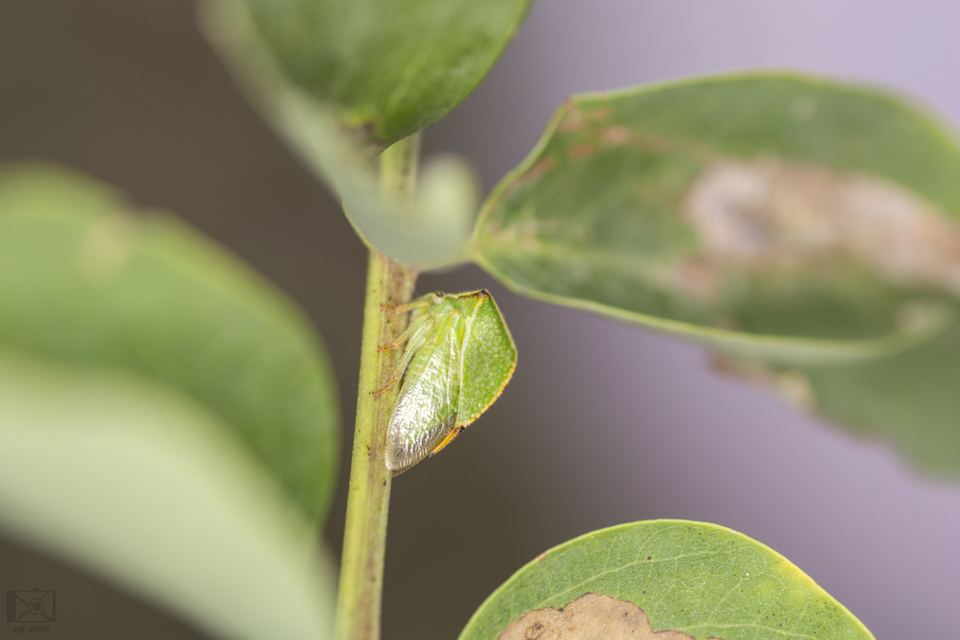 Stictocephala bisonia - bivalykabóca