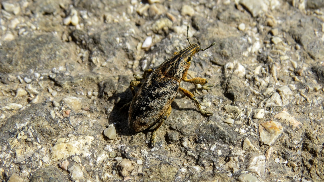 Cleonis pigra - közönséges bogáncsbarkó
