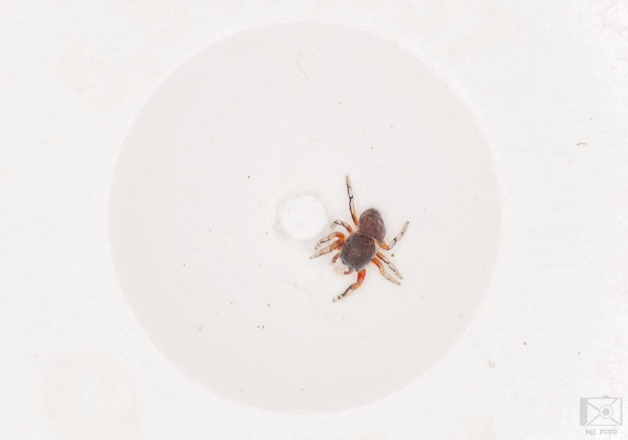 Ballus rufipes