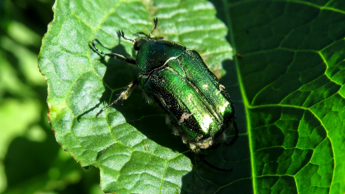 Cetonia aurata - aranyos virágbogár