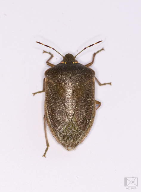 Nezara viridula - zöld vándorpoloska
