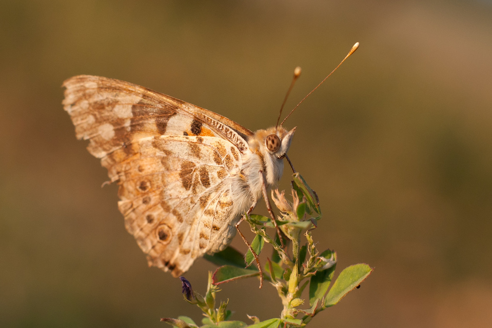 Vanessa cardui - bogáncslepke
