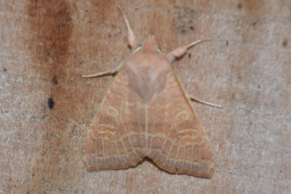 Cirrhia ocellaris - fakó sárgabagoly