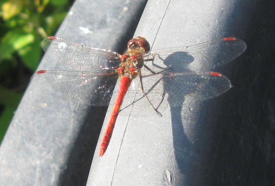 Sympetrum striolatum - harántsávos katona-szitakötő
