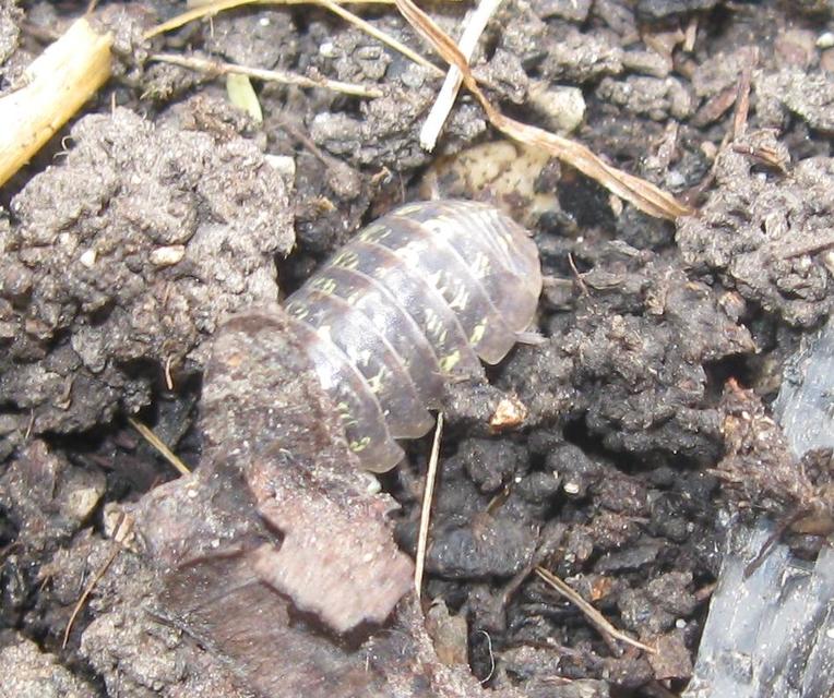 Armadillidium