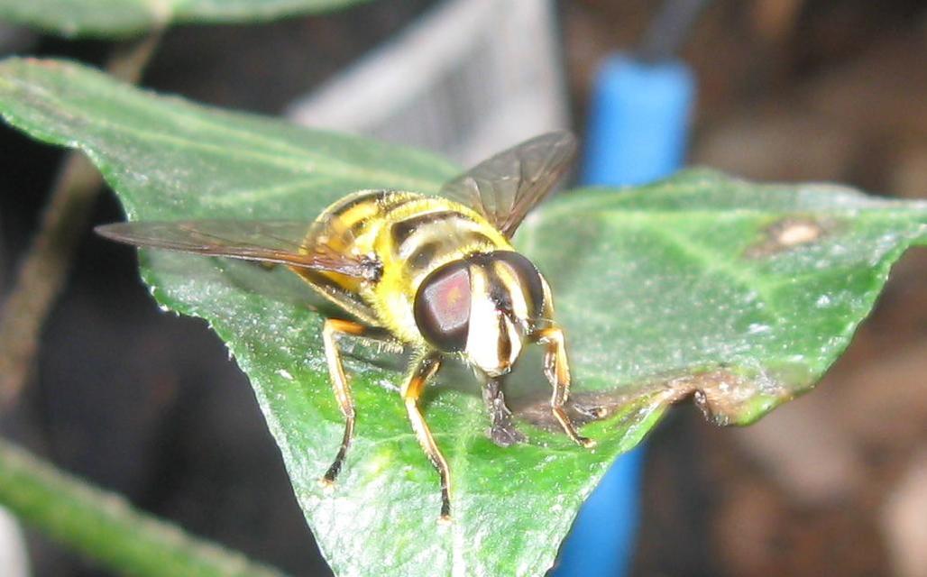 Myathropa florea - halálfejes odúlégy