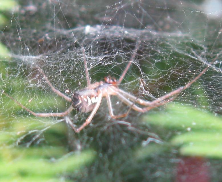Linyphiidae - vitorláspókok