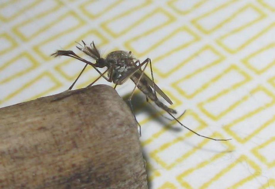 Culicidae - csípőszúnyogok