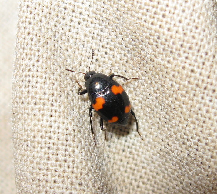 Scaphidium quadrimaculatum - négyfoltos sajkabogár