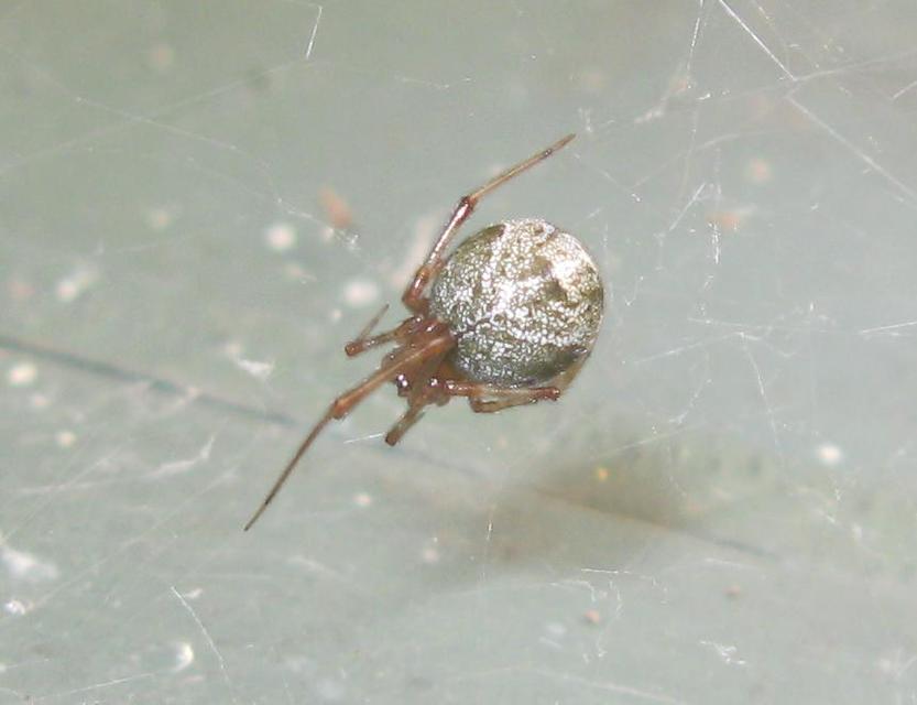 Parasteatoda tepidariorum - üvegházi törpepók