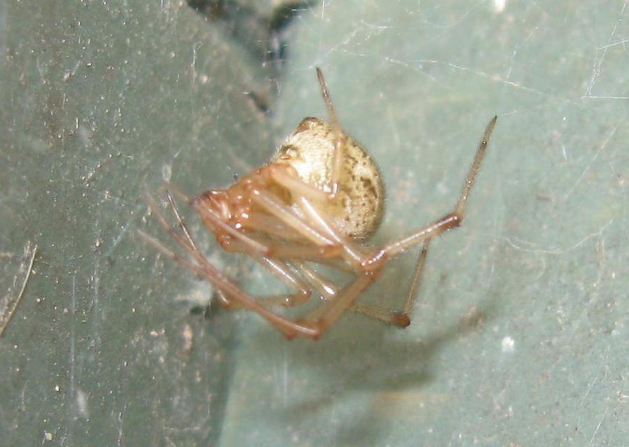 Parasteatoda tepidariorum - üvegházi törpepók