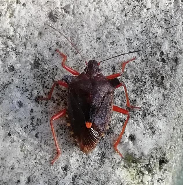 Pentatoma rufipes - vöröslábú címerespoloska Pentatoma rufipes - vöröslábú címerespoloska