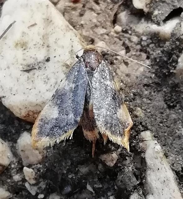 Hypsopygia costalis - szénailonca