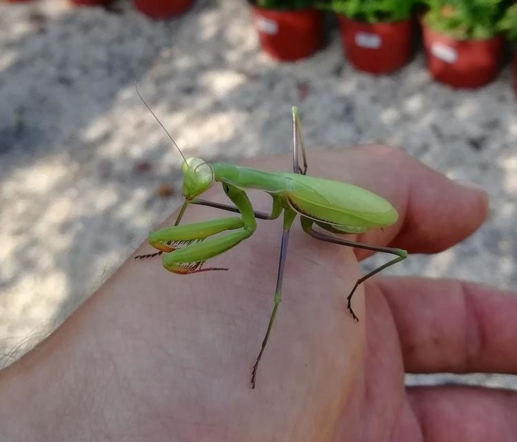 Mantis religiosa - imádkozósáska
