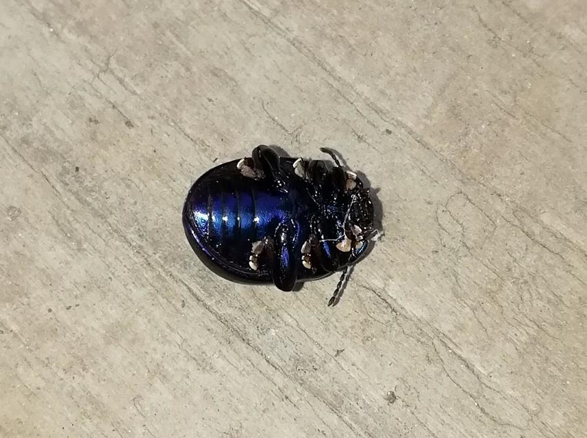 Chrysolina sturmi - vöröslábú levelész