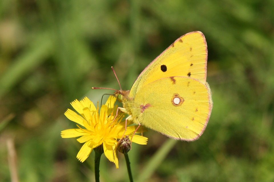 Colias croceus - sáfránylepke