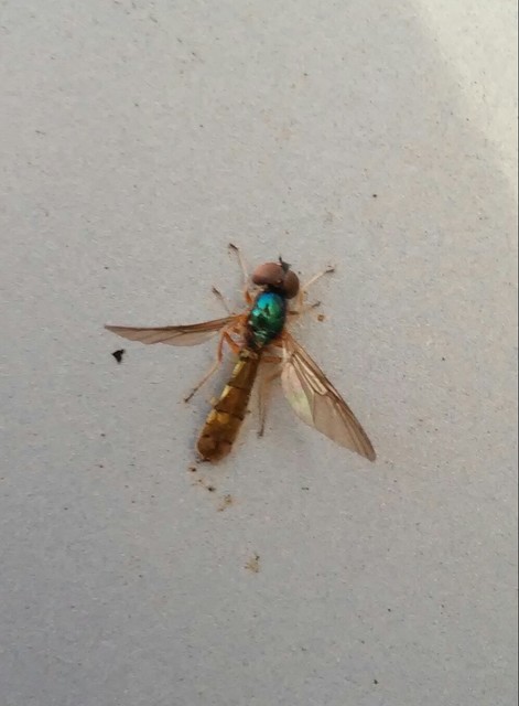 Sargus bipunctatus - kétpettyes fémeslégy