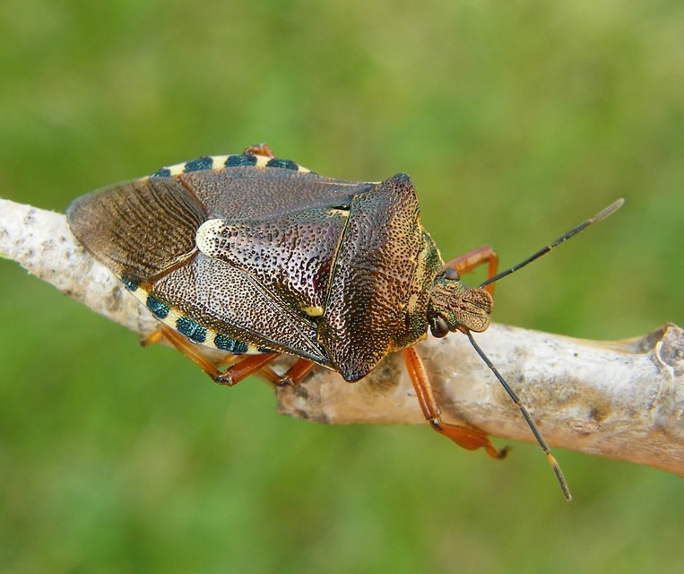 Pinthaeus sanguinipes Pinthaeus sanguinipes