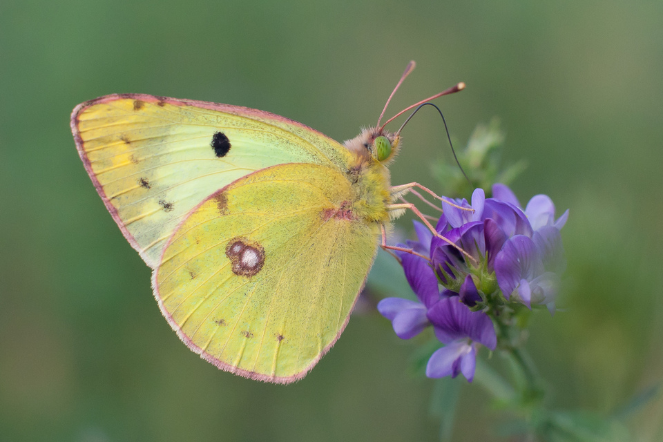 Colias hyale - kéneslepke