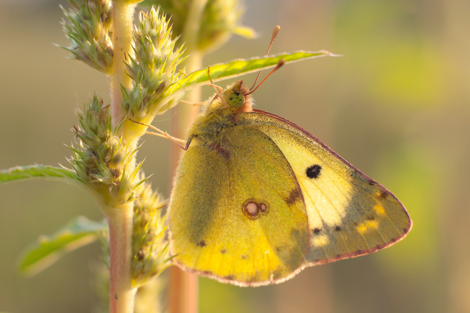 Colias hyale - kéneslepke