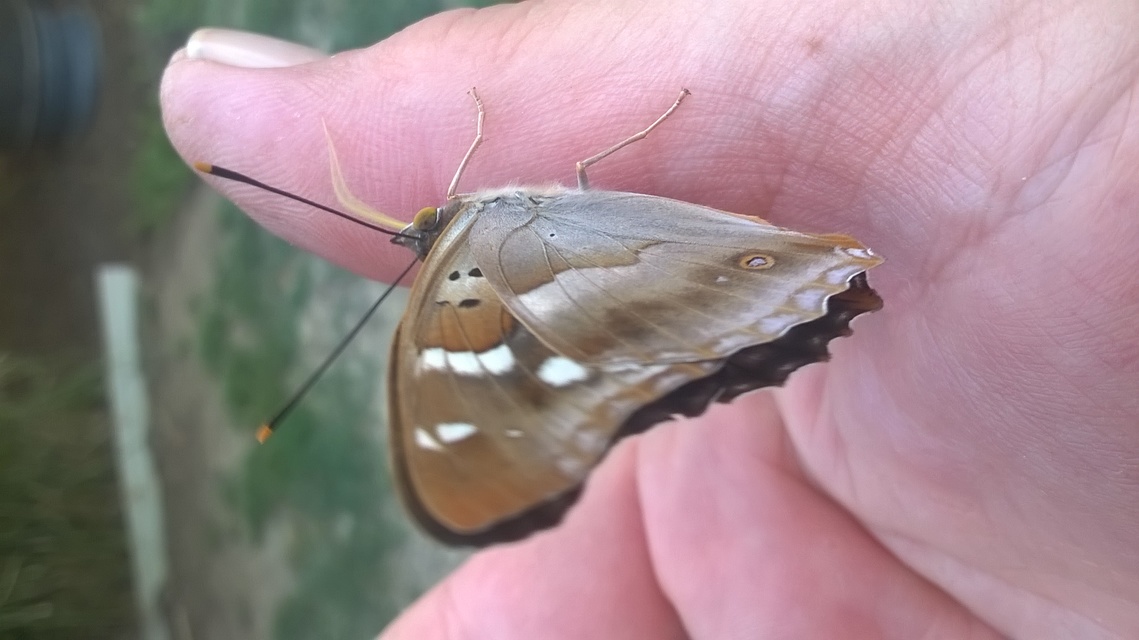 Apatura ilia - kis színjátszólepke