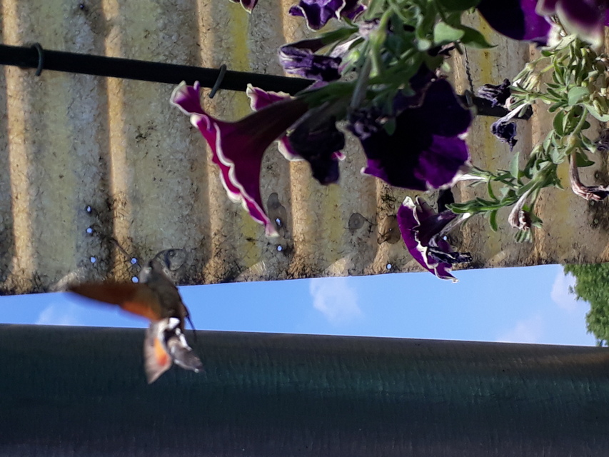 Macroglossum stellatarum - kacsafarkú szender