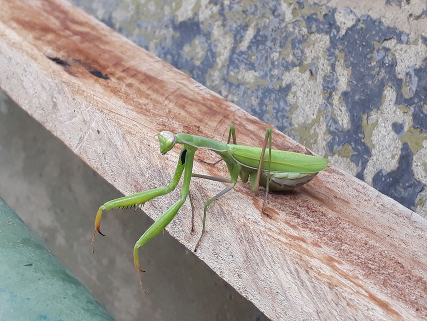 Mantis religiosa - imádkozósáska