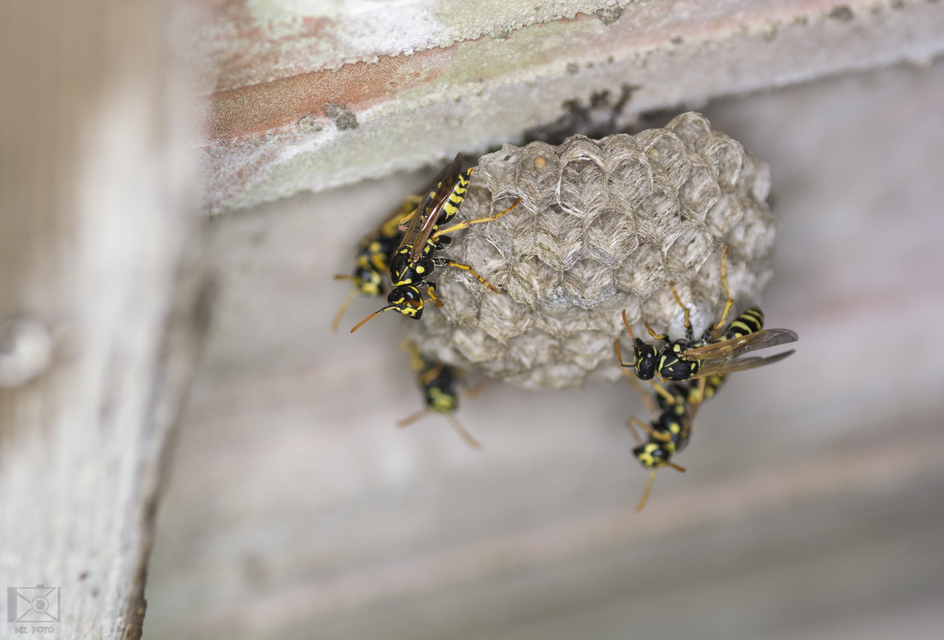 Polistes dominulus - déli papírdarázs