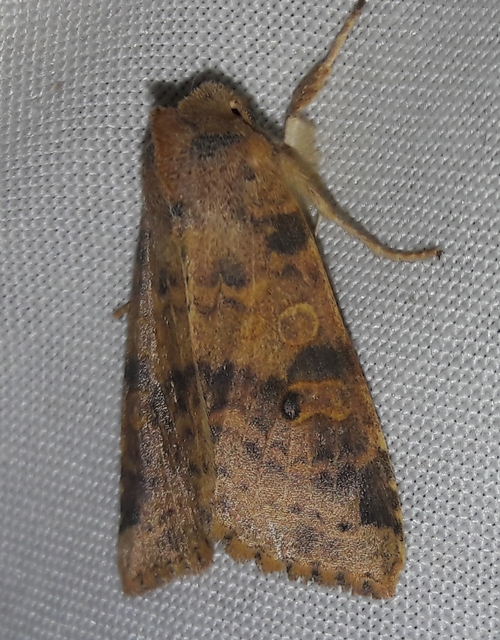 Cirrhia ocellaris - fakó sárgabagoly