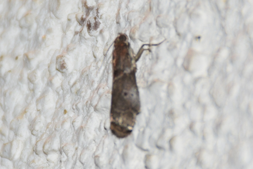 Acrobasis suavella - karszterdei karcsúmoly