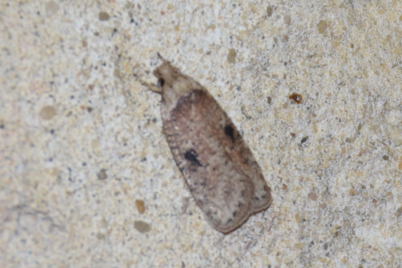 Agonopterix propinquella - aszatrágó laposmoly