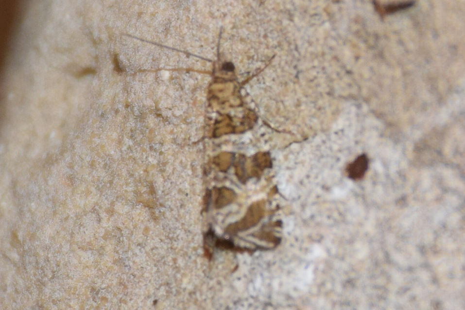 Celypha rivulana - dudvasodró tükrösmoly