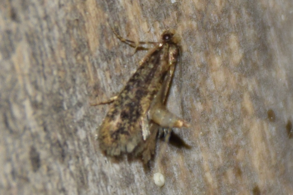 Tineidae - ruhamolyfélék