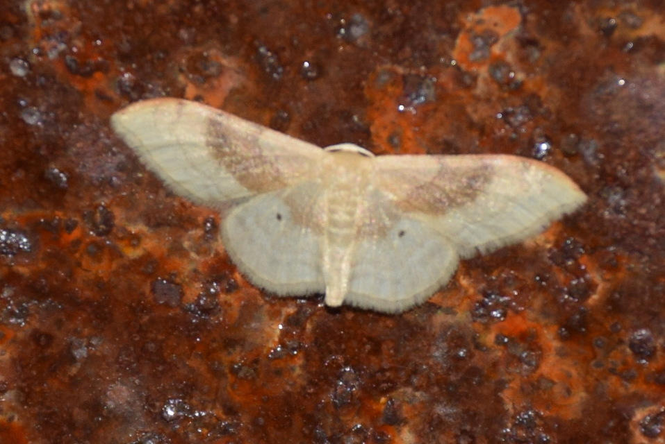 Idaea degeneraria - barnasávos araszoló