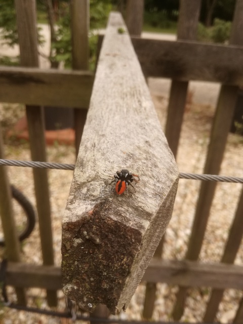 Philaeus chrysops - piros ugrópók