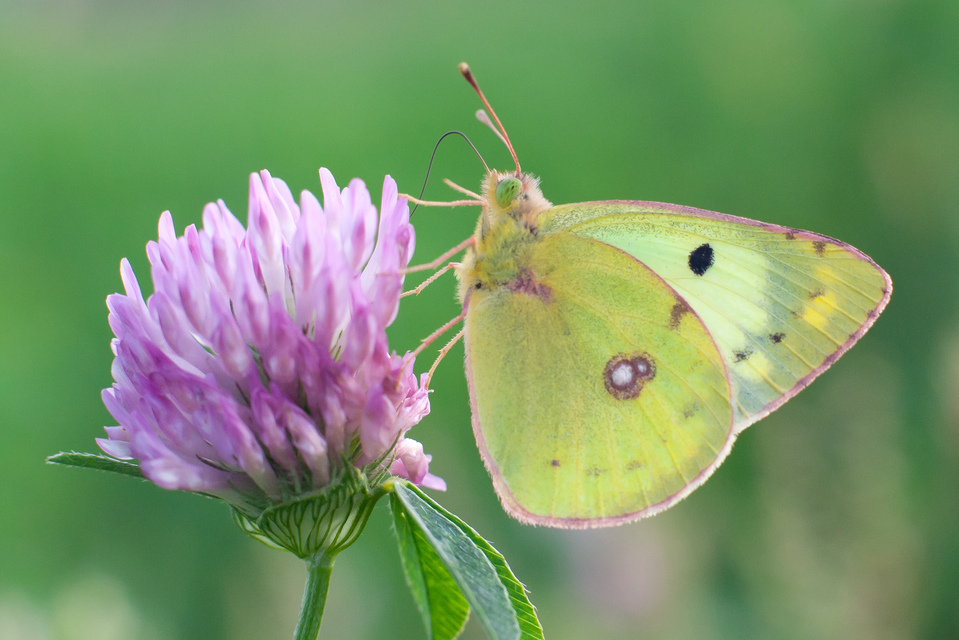 Colias hyale - kéneslepke