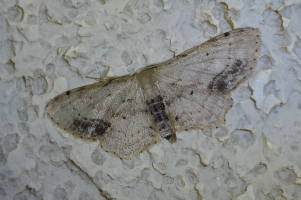 Idaea dimidiata - gyakori apróaraszoló