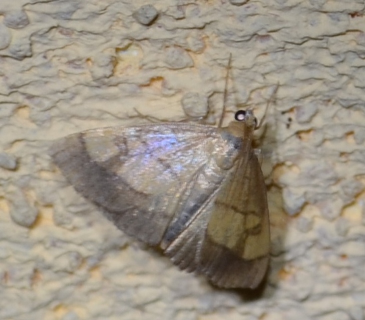Evergestis limbata - közönséges dudvamoly