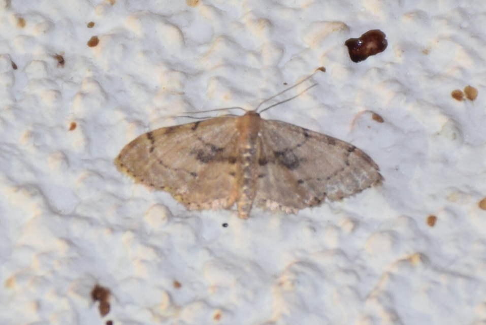 Idaea laevigata - sötétfoltos apróaraszoló