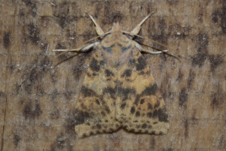 Cirrhia ocellaris - fakó sárgabagoly