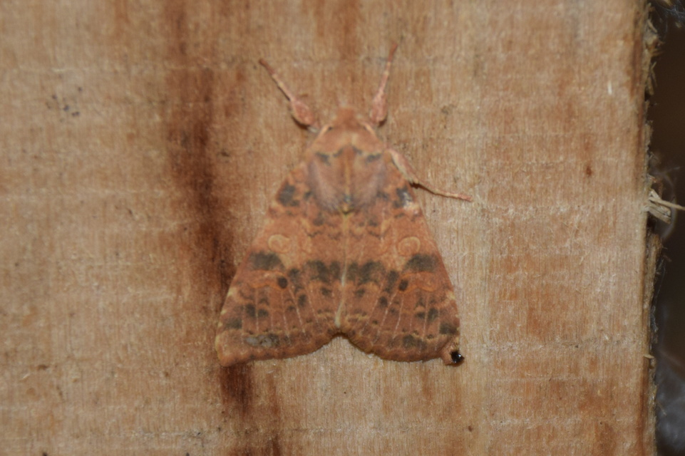 Cirrhia ocellaris - fakó sárgabagoly