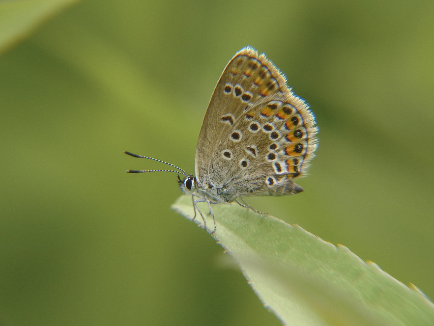 Plebejus argus - ezüstös boglárka