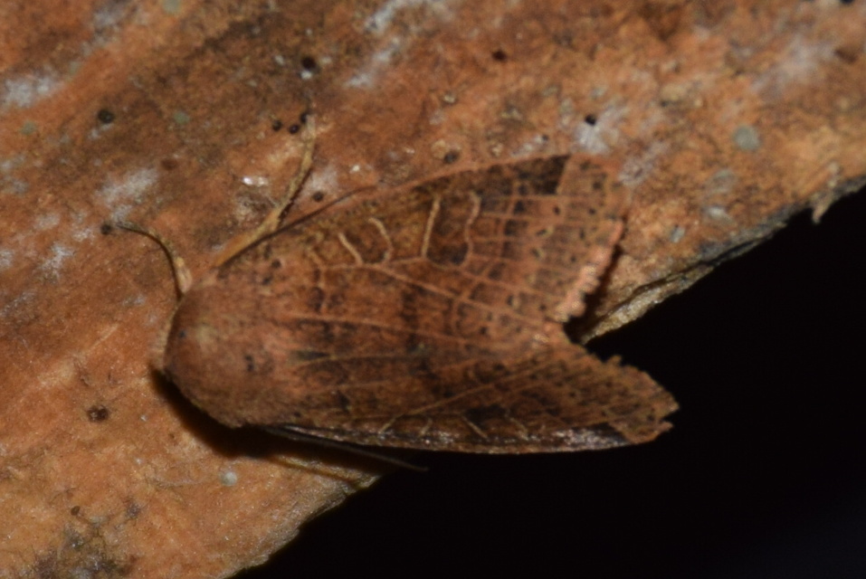 Anchoscelis nitida - rozsdabarna őszibagoly