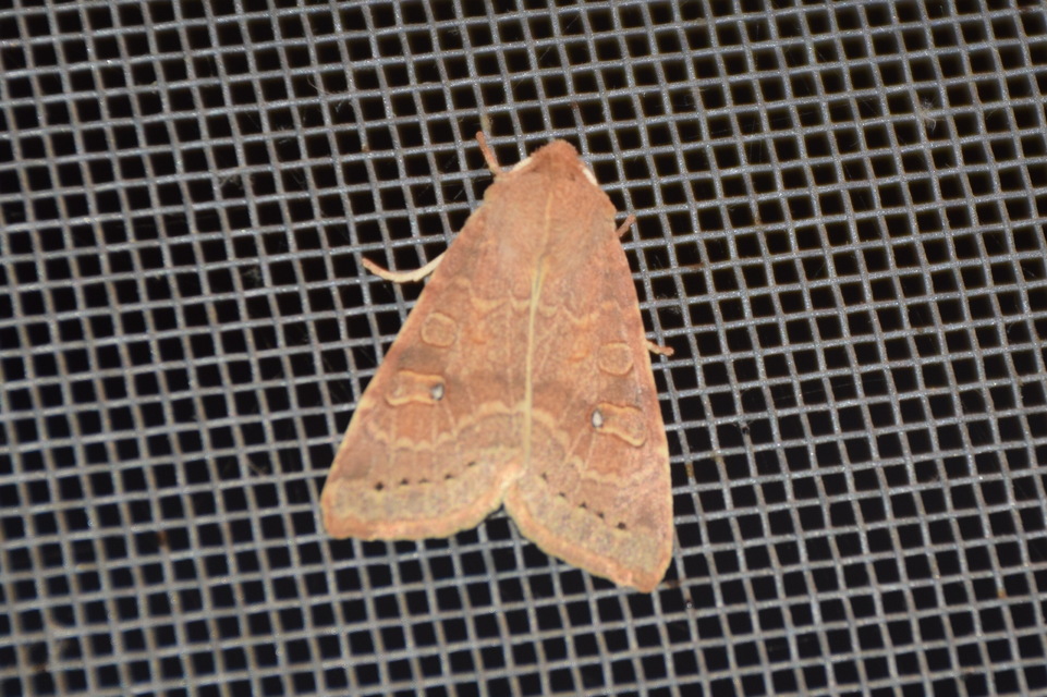 Cirrhia ocellaris - fakó sárgabagoly