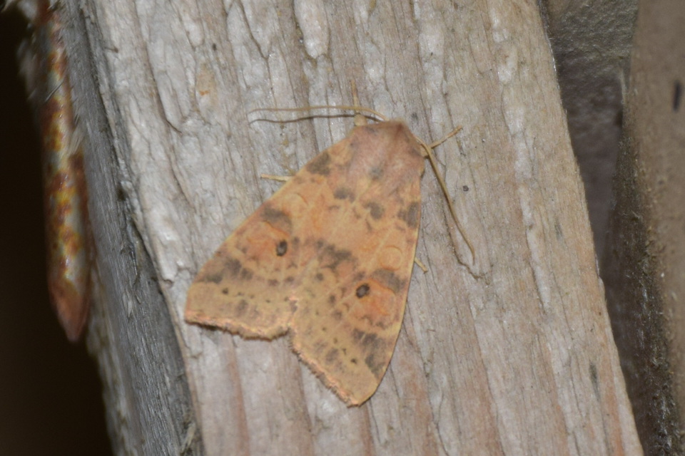 Cirrhia ocellaris - fakó sárgabagoly