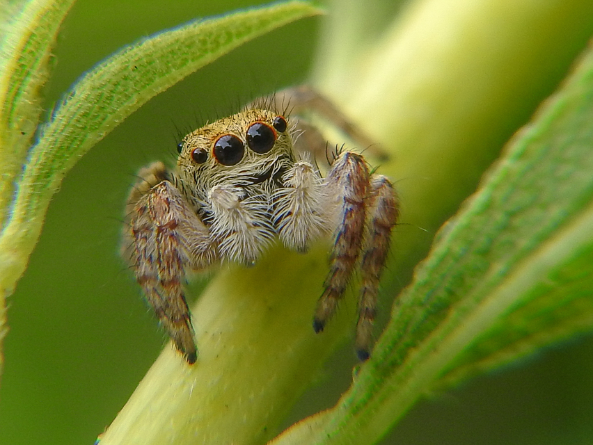 Carrhotus xanthogramma - rozsdás ugrópók