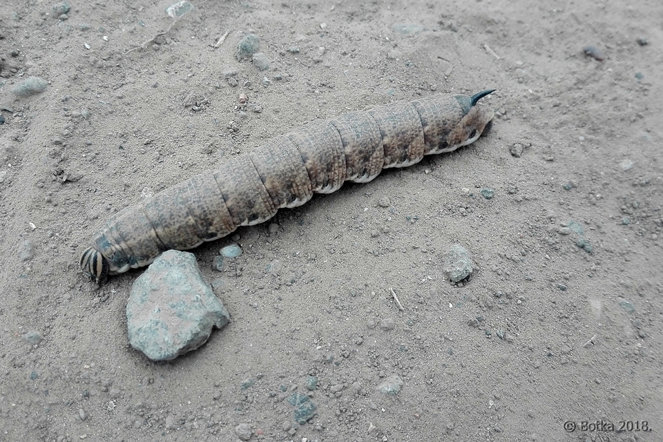 Agrius convolvuli - szulákszender